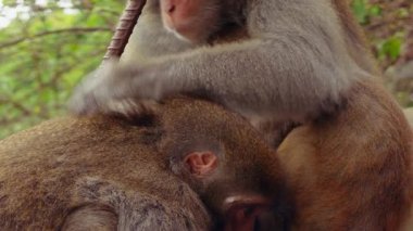 Yetişkin Maymunun, Dallar ve Yapraklar Arasında Koruyucu Duruşu Olan Genç Maymunu Kucaklaması, Vahşi Yaşam Aile Kavramı