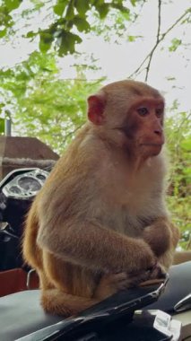 Dikey video. Parlak Geniş Açı Görüş, Şehir Yaban Hayatı Konsepti 'nde Maymun Motosiklet Koltuğu Uzağı Yakınındaki Yeşil Yeşilliğe Bakıyor