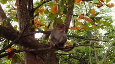 Kalın Ağaç Dalında Oturan Maymun Etrafında Sonbahar Yaprakları Yumuşak Orman Görünümü, Vahşi Yaşam Gözlem Konsepti