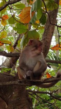 Dikey video. Kalın Ağaç Dalında Oturan Maymun Etrafında Sonbahar Yaprakları Yumuşak Orman Görünümü, Vahşi Yaşam Gözlem Konsepti
