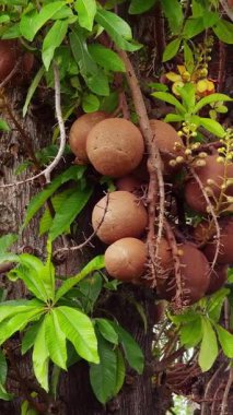 Dikey video. Kalın Gövdeden sarkan Büyük Gülle Meyveli Gülle Ağacı ve Egzotik Bitkiler İçin Sert Doku Gösteren Yeşil Yapraklar