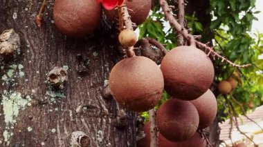 Gülle Ağaç Gövdesinde yetişen Gülle Meyvelerinin Kapanışı Sert Kahverengi Yüzey ve Yosun Benekleri Egzotik Bitkiler Açısında