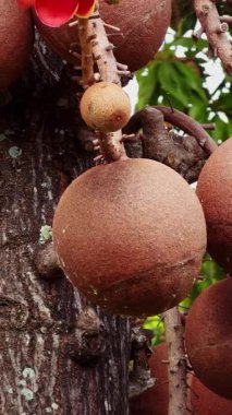 Dikey video. Gülle Ağaç Gövdesinde yetişen Gülle Meyvelerinin Kapanışı Sert Kahverengi Yüzey ve Yosun Benekleri Egzotik Bitkiler Açısında