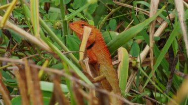 Parlak Turuncu Kertenkele Yoğun Yeşil Kökler Arasında Doğal Hafif, Vahşi Yaşam Gözlem Kavramına sahip Yakın Telephoto Görünümünde Dinleniyor