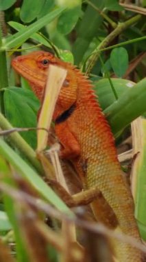 Dikey video. Parlak Turuncu Kertenkele Yoğun Yeşil Kökler Arasında Doğal Hafif, Vahşi Yaşam Gözlem Kavramına sahip Yakın Telephoto Görünümünde Dinleniyor