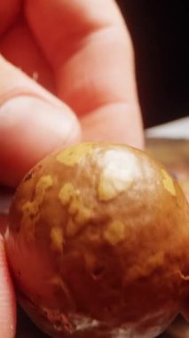 Dikey video. Ekstrem Yakın Çekim İnsan Parmağı Macadamia Nut Yakındaki Özel Metal Anahtar, Manüel Kabuk Açma Eylemi, Dikkatli Yemek Hazırlama, Hassas Tutuş, Mutfak Yeteneği Konsepti