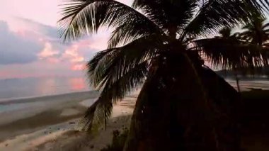 Yavaş İHA Yörüngesi Palmiye Ağacı 'nın etrafında Uçuyor Sıcak Tropikal Günbatımında Yumuşak Pembe Gökyüzü ve Sakin Deniz Görünür Siluetli Önlerden, Tropikal Huzur Konseptinden