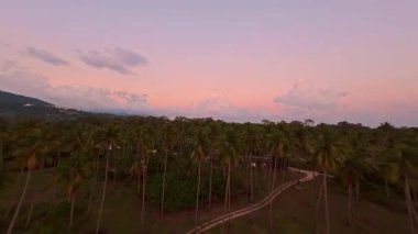 Yumuşak Pembe Günbatımında Yoğun Tropikal Palmiye Ormanı üzerinde süzülen Yavaş İHA Uçuşu Sakin Akşam Gökyüzü ve Uzak Tepeler Huzurlu Hava Durumu, Tropikal Doğa Konsepti