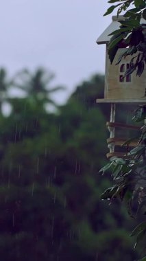 Dikey video. Bereketli tropikal yaprakların arasında asılı bir ahşap kuş evi yumuşak odaklı palmiye ağaçlarının arka planında sakin bir ruh hali yaratarak doğal barınağı vurguluyor.