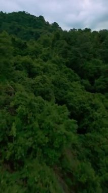 Dikey video. Hızlı bir FPV Drone Görüntü Hareketi ile yoğun tropikal ağaçlar üzerinden kıyıya doğru dalıyor. Enerjik bir sinematik hava hareketi yaratıyor.