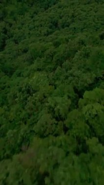 Dikey video. FPV İnsansız Hava Aracı, Yeşil Ağaçlar ve Bulutlu Işığın Altında Sakin Suyla Sahil Yolu 'nun Üzerinde Dalıyor.