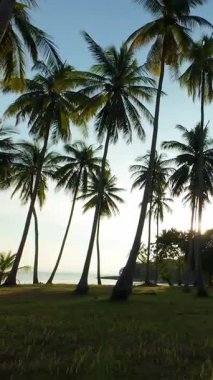 Dikey video. Düşük Açı Drone Görünümü Palm Trees 'ten Güneş' e doğru hareket ediyor Tropikal Yeşil Alan üzerinden Sakin Günbatımı Yolculuğu Keyfi yaratıyor