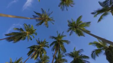 Yükselen İHA Yüksek Palmiye Ağaçları Arasında Açık Mavi Gökyüzüne doğru Düşük Açılı Bakış Açısı Yumuşak Dikey Hareket ve Tropikal Doğa Atmosferini Gösteriyor