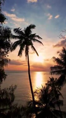 Dikey video. Durgun Okyanusun Üzerinde Parlayan Gün Batımına Karşı Palmiye Ağacı Silueti Suyun Üzerinde Ilık Işık Huzurlu Tropikal Ortam Oluşturuyor
