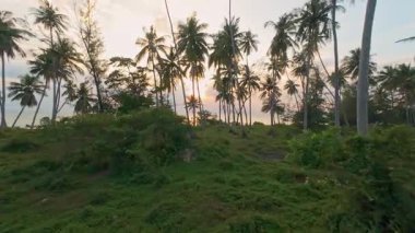 Gün batımında yumuşak altın ışık, tropikal doğa ve özgürlük hissi ile uzun palmiye ağaçlarından okyanusa doğru yumuşak bir uçuş.
