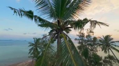 Tropikal sahillerin üzerinde yeşil hindistan cevizli uzun hindistan cevizi palmiyesi etrafında daireler çizen hava aracı Doğa Detaylarını ve Ada Atmosferini Gösteren Yumuşak Hareket