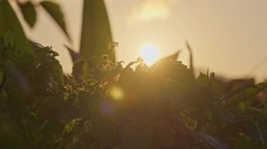 Sıcak gün batımı, yoğun yeşil yaprakların arasından parlayan güneş ışığı altın parıltıları oluşturur. Yumuşak lensler parlar ve sakin akşam atmosferi.