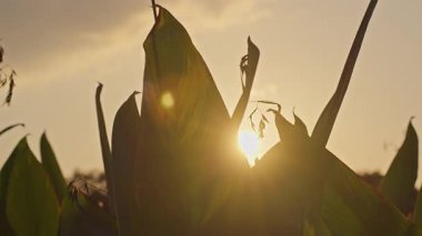 Sıcak akşam güneşinin alçak açılı görüntüsü uzun yeşil yaprakların arasından geçerken huzurlu, doğal bir günbatımı havası yaratır.