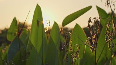 Akşam güneşi yemyeşil yaprakların arasından geçerken sıcak altın tonlarda huzur veren doğal gün batımı atmosferi yaratır.