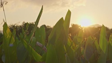 Altın saat ışığı tropikal yeşil yaprakların arasından parlıyor sakin ve huzurlu bir arka plan yaratıyor.