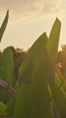 Dikey video. Altın saat ışığı tropikal yeşil yaprakların arasından parlıyor sakin ve huzurlu bir arka plan yaratıyor.