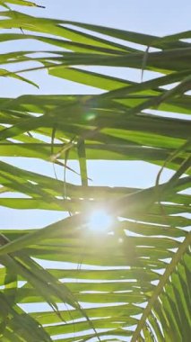 Dikey video. Parlak Güneş Işıkları Palmiye yapraklarından süzülerek Mavi Gök 'e Karşı Taze Tropik Ortam ve Rahatlatıcı Yaz Tatili Hissediyor