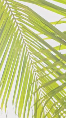 Dikey video. Yumuşak Arkalı Avuç İçi Yaprakları Yumuşak Güneş Işığıyla Havadar Tropikal Arkaplan ve Barışçıl Yaz Atmosferini Yaratıyor