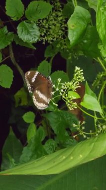 Dikey video. Işıldayan Mavi desenli Siyah Kelebek Yeşil Yapraklar ve Küçük Çiçekler Yoğun Tropikal Yeşillikte Dinleniyor, Macro Manzarası Yayılan Kanatları ve Doğal Vahşi Hayatı Gösteriyor