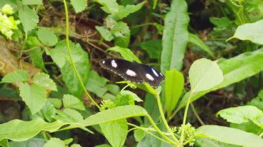Parıldayan Mavi Kanatlı Kelebek Yaprağın üzerine tünemiş Yeşillik Yeşil Sebze ile çevrili, Doğal Doku ve Rengi Gösteren Macro Vahşi Yaşam Vuruşu