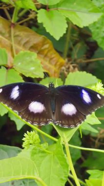 Dikey video. Kelebek Kanatlarının Yeşil Yaprak Arkaplanına Parlayan Mavi Desenli Yakın Manzarası Doğal Zarafeti Vurgulayan Detaylı Vahşi Yaşam Sahnesi