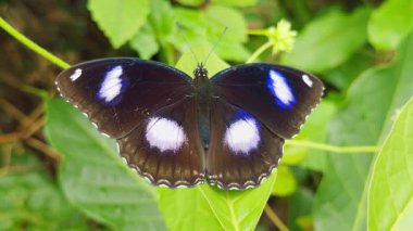 Parıldayan Mavi Kanatlı Siyah Kelebek 'in Macro Manzarası Yeşil Yaprak' a Geniş Yayılmış, Detaylı Tropikal Vahşi Yaşam Sahnesi Göz alıcı Renk ve Doğal Uyum Gösteriyor