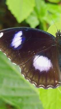 Dikey video. Parıldayan Mavi Kanatlı Siyah Kelebek 'in Macro Manzarası Yeşil Yaprak' a Geniş Yayılmış, Detaylı Tropikal Vahşi Yaşam Sahnesi Göz alıcı Renk ve Doğal Uyum Gösteriyor