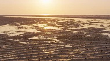 Yumuşak bir ışık, kıyı yaban hayatı ve doğal denge ile düşük gelgitten sonra deniz kabuklarındaki sayısız küçük keşiş yengecinin geniş bir görüntüsü var.