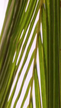 Dikey video. Güneş Palm Fronds 'un içinden Parlak Gökyüzüne Bakarak Minimum Tropikal Bileşim ve Sakin Tatil Ortamı