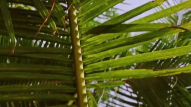 Çıplak Ayaklar Palmiye Ağaçlarının Altındaki Renkli Hamakta Dinleniyor İlk Kişi Rahatlaması ve Yavaş Ada Yaşamı