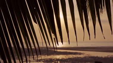 Sakin Deniz Üzerinde Gün Batımına Karşı Silinmiş Palmiye Yaprakları Huzurlu Tropikal Akşamlar Oluşturuyor