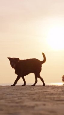 Dikey video. Gün batımında Sahilde Köpek Yürüyüşü 'nün silueti Düşük Açı Bakış Açısı, Ilık Altın Işık, Sakin Deniz Ufku, Huzurlu Akşam Havası, Özgürlük ve Seyahat