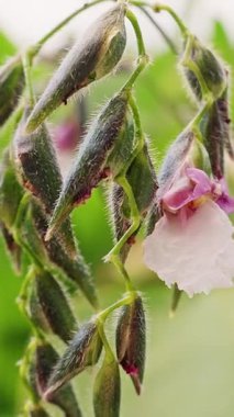 Dikey video. Yeşil Kök 'te Pembe Yapraklı ve Asılı Kıllı Tohumlu Vahşi Legume Çiçeği, Tropikal Çayır Bitkisi ve Doğal Botanik Büyümesi
