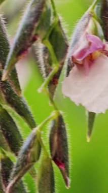 Dikey video. Olgunlaşmamış tohumlar, Yumuşak Odaklı Yeşil Arkaplan ve Doğal Bitki Detaylarıyla çevrili Pembe Vahşi Legume Çiçeği Macro Manzarası