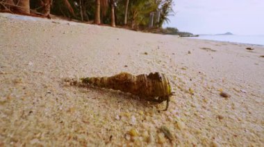 Bir Keşiş Yengeci, Palm Trees 'in yanındaki parlak kum tepecikleri boyunca hareket eder. Önünde sakin bir deniz suyu ve sakin bir tropikal sahil oluşturur.