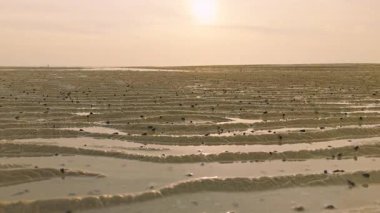 Düşük Açı Bakış Açısı Yüzlerce Küçük Yengecin Islak Kumda Hareket Ettiği Gün Batımında Kolektif Hareket Etme Doğal Ritmi ve Sahil Hayatı Gösteriyor