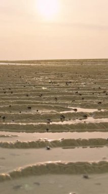Dikey video. Düşük Açı Bakış Açısı Yüzlerce Küçük Yengecin Islak Kumda Hareket Ettiği Gün Batımında Kolektif Hareket Etme Doğal Ritmi ve Sahil Hayatı Gösteriyor