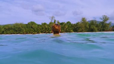 Ağır çekimde sakin bir şekilde tropik kıyıda yüzen kadın, huzurlu su yüzeyi ve yemyeşil palmiye ormanları arka planında