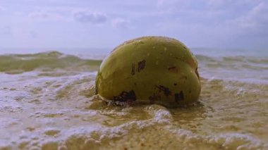 Yeşil hindistan cevizi kumlu sahilde hafif deniz dalgalarıyla vuruldu, yavaş çekim sıçraması ve su patlaması canlandırıcı tropikal plaj hissi yarattı.