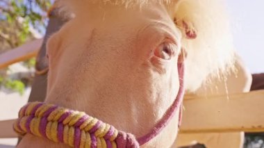 Parlak güneş ışığı altında beyaz at gözünün aşırı yakın çekimi, hassas ve sakin hayvan varlığını gösteren detaylı doku.