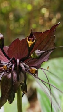 Yarasa Çiçeği Taktik Chantrieri. Koyu yapraklar ve geniş yeşil yaprakların üzerinde yükselen uzun ince mantarlar. Tropikal orman ışığında Nadir bitki ve botanik keşifler.