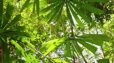 Büyük radyal palmiye yaprakları ile Ching Ağacı Yerel Usta Parlak tropikal orman arka planına yayılmış Tropikal tepe örtüsü ve doğal barınak oluşturur