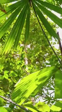 Ching Tree Local Master with large radial palm leaves spread overhead against bright tropical forest background creating Tropical Canopy and natural shelter