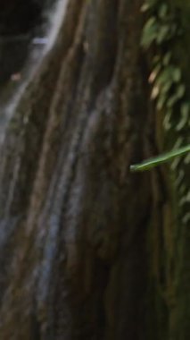 Yoğun ormanda akan tropik şelale, ön planda yumuşak odaklı palmiye yaprağı, yeşilliğin içinden süzülen güneş ışığı, sükuneti ve vahşi doğayı ifade eder.