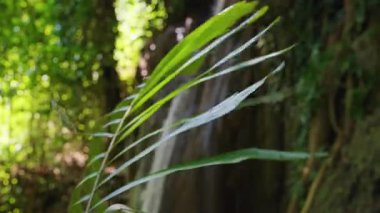 Orman şelalesi yakınlarındaki tropikal palmiye yaprağının yakın görüntüsü bulanık arka planı olan sığ alan derinliği Doğal Detay ve Sakin Atmosfer 'i vurguluyor.